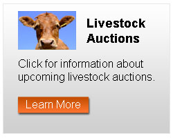 Livestock Auctions